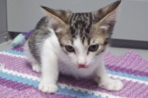Picture of Merlot