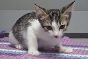 Picture of Merlot