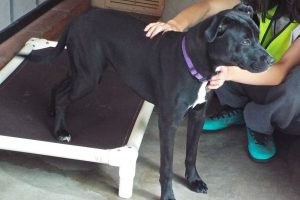 Picture of Midnight