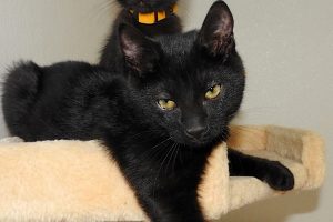 Picture of Moony