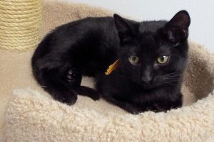 Picture of Moony