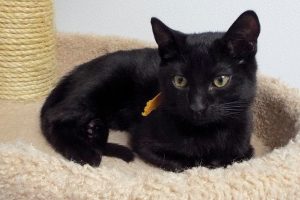 Picture of Moony