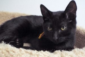 Picture of Moony