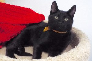Picture of Moony