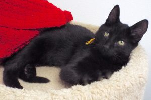 Picture of Moony