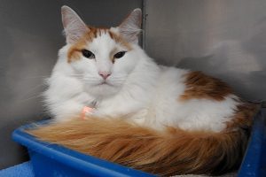 Picture of Piper