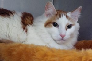 Picture of Piper