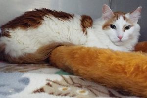 Picture of Piper