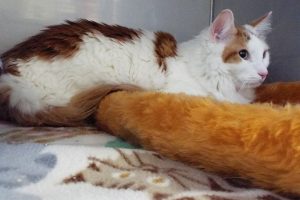 Picture of Piper