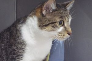 Picture of Rayita