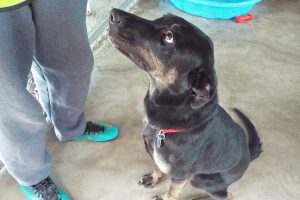 Picture of Sadie