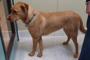 Picture of Simba