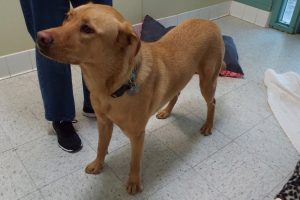 Picture of Simba