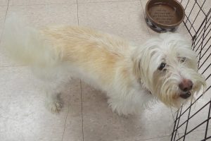 Picture of Tobe