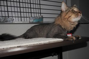 Picture of Bentley