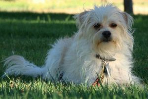 Picture of Biscuit