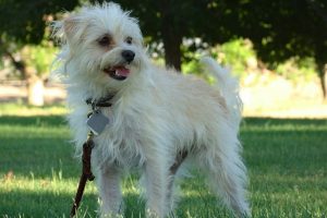 Picture of Biscuit