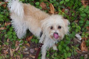 Picture of Biscuit