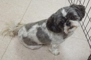 Picture of Bitsy