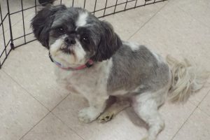 Picture of Bitsy