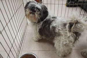 Picture of Bitsy