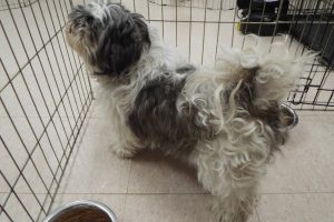 Picture of Bitsy
