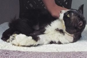 Picture of Chewy