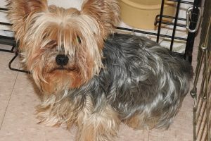 Picture of CoCo