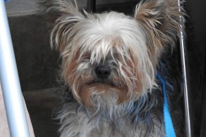 Picture of CoCo
