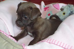 Picture of Daisy