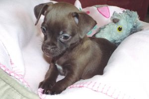 Picture of Daisy