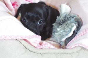 Picture of Mickey
