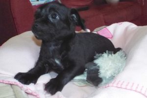 Picture of Mickey