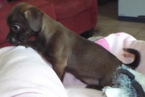Picture of Minnie
