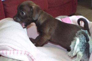 Picture of Minnie