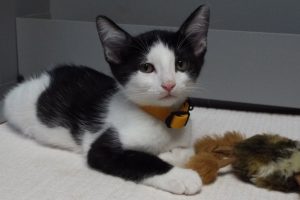 Picture of Mustang