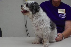 Picture of Oreo