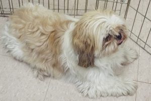 Picture of Puppy