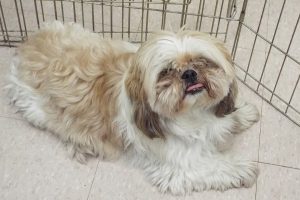 Picture of Puppy