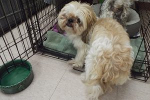 Picture of Puppy
