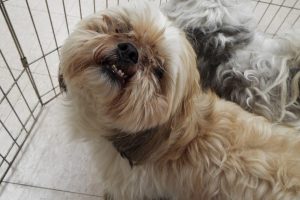 Picture of Puppy