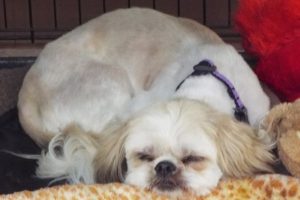 Picture of Puppy