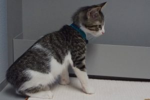 Picture of Rambler