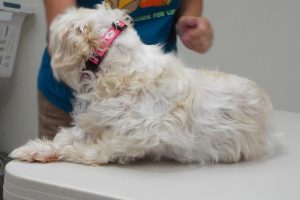 Picture of Roxie