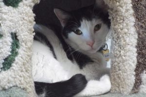 Picture of Spazz