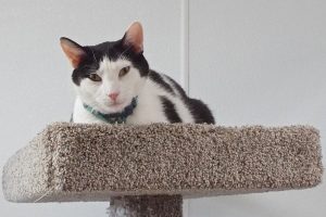 Picture of Spazz