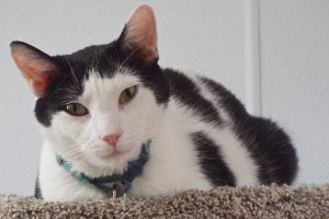 Picture of Spazz