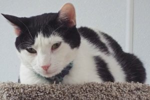 Picture of Spazz
