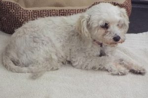 Picture of Willy