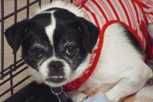 Picture of Candy Cane